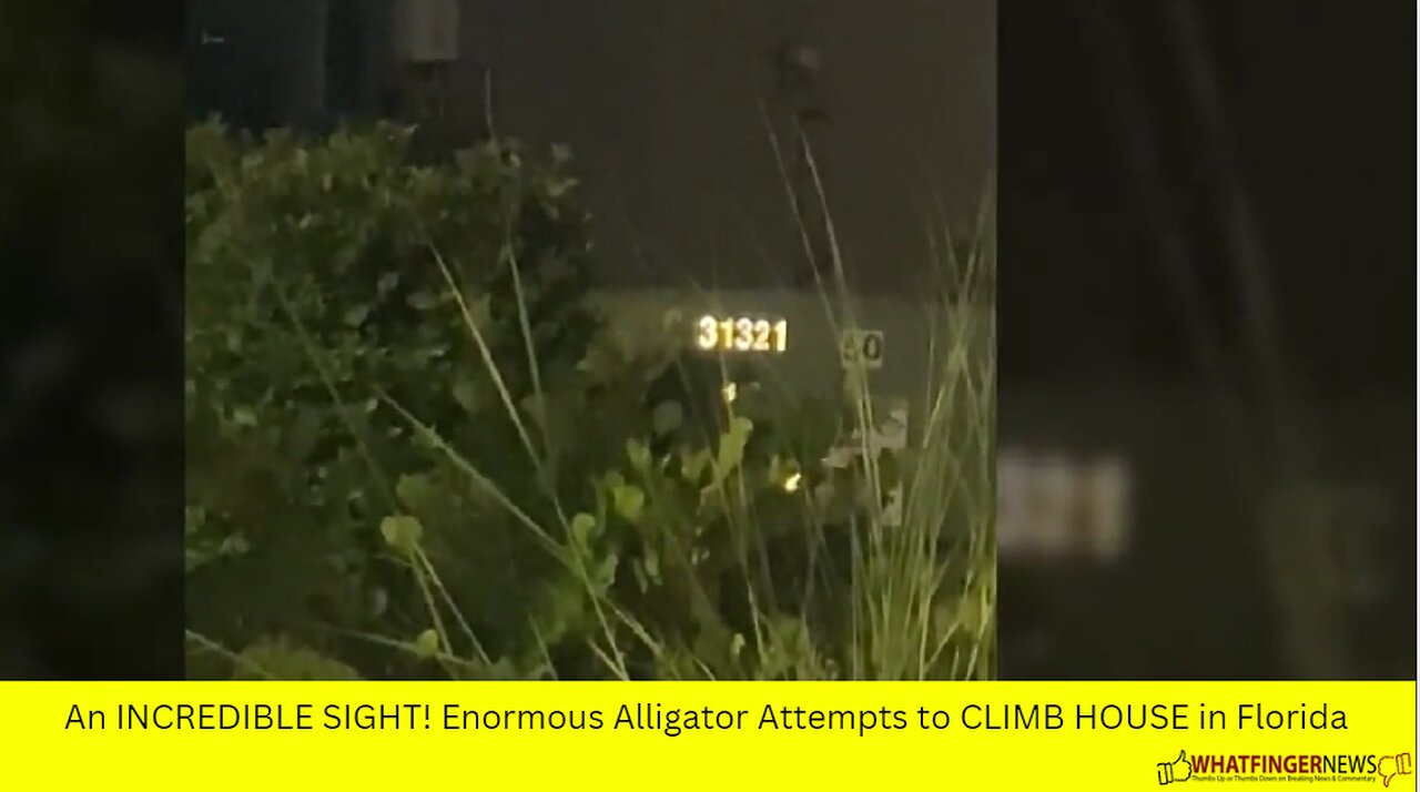 An INCREDIBLE SIGHT! Enormous Alligator Attempts to CLIMB HOUSE in Florida