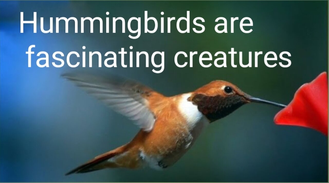 Hummingbirds are fascinating creatures