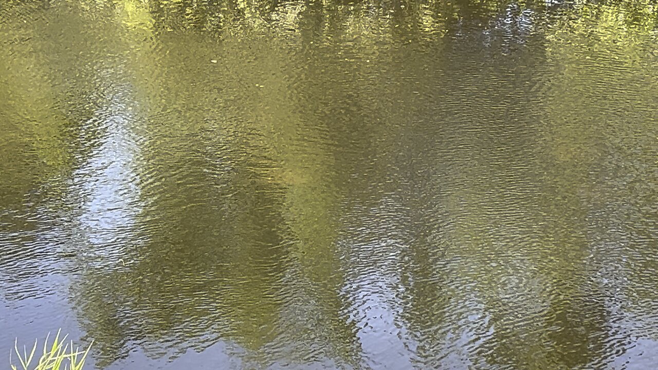 Stingrays in the canal April 22 2024