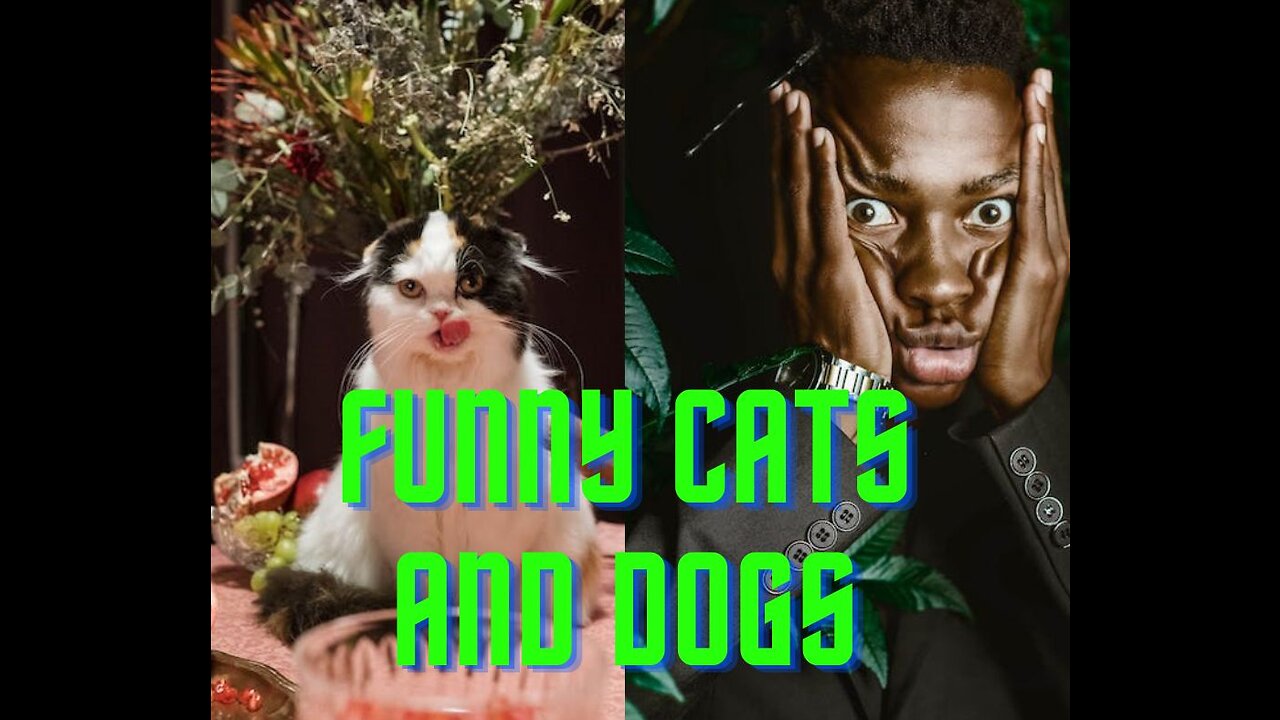 FUNNY VIDEOS CAT AND DOGS