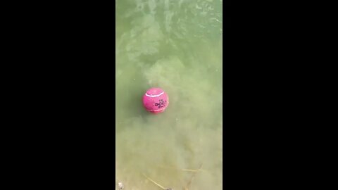 I thought I’d lost my dog’s ball in a pond but then some fish brought it back