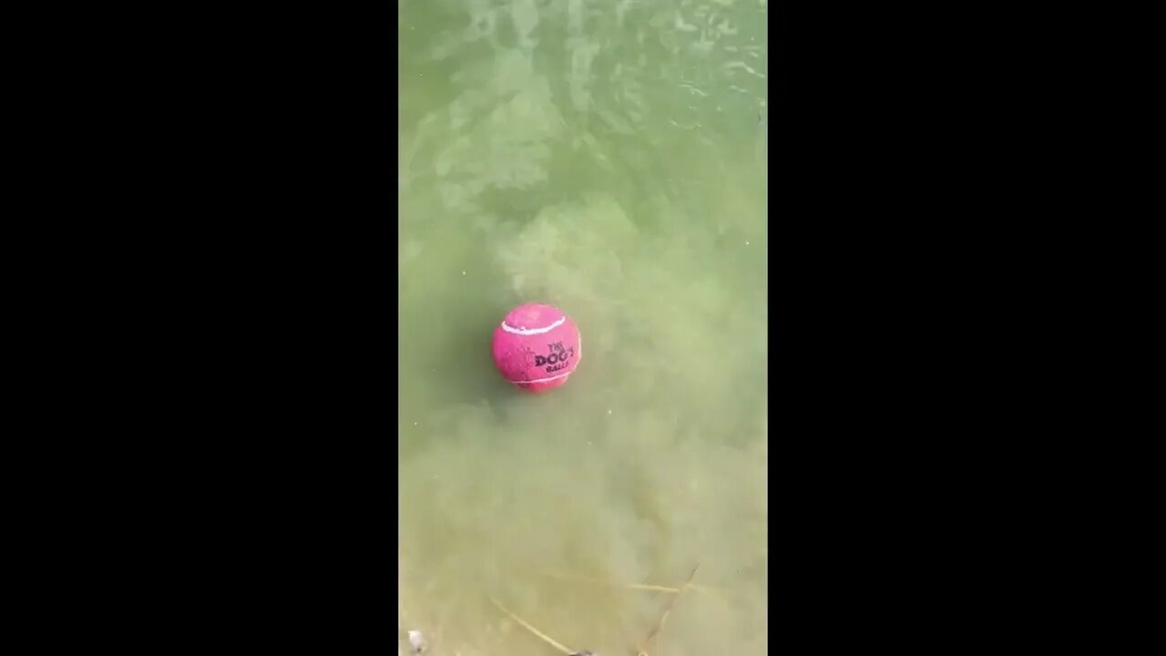 I thought I’d lost my dog’s ball in a pond but then some fish brought it back