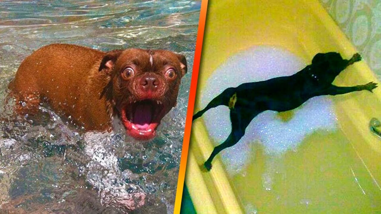 dog surprised in water