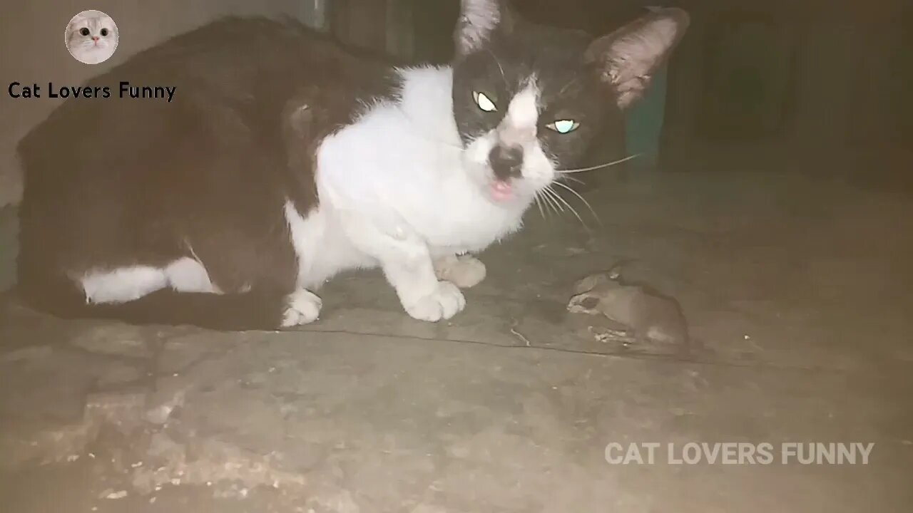 mother cat calling her child