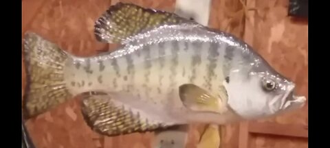 How to Paint a White Crappie