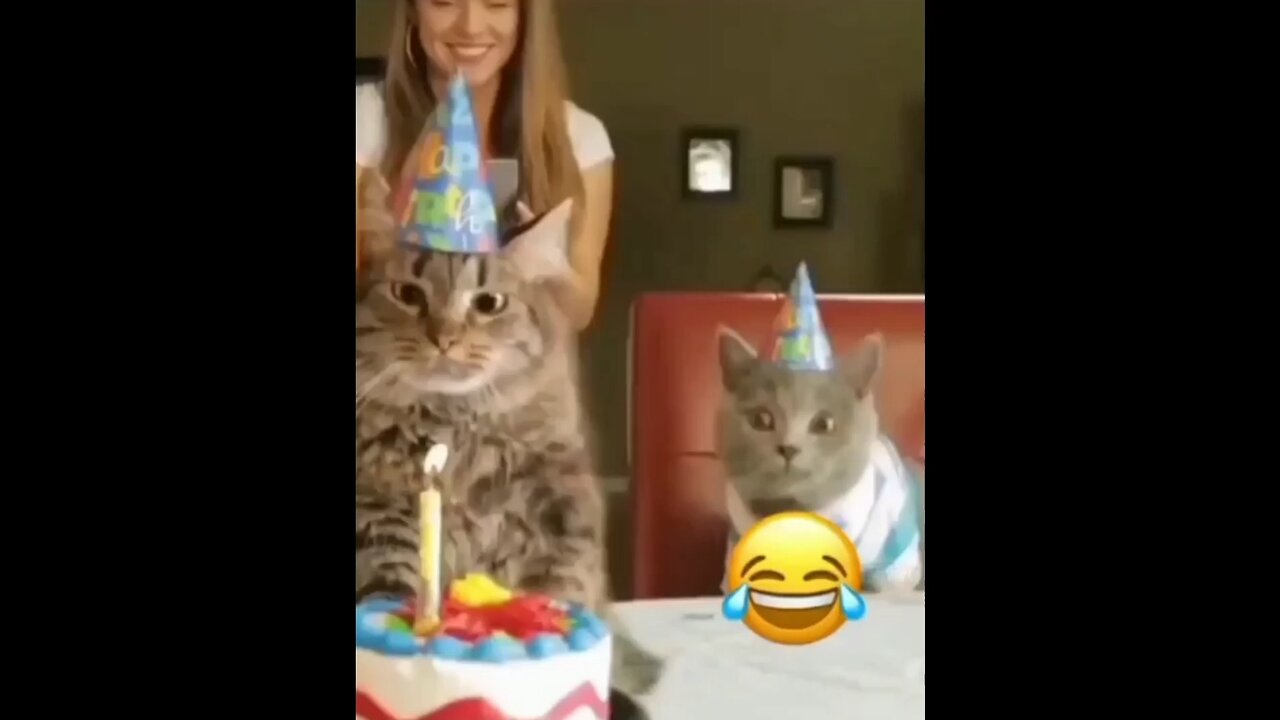 funny cat videos 😂😍