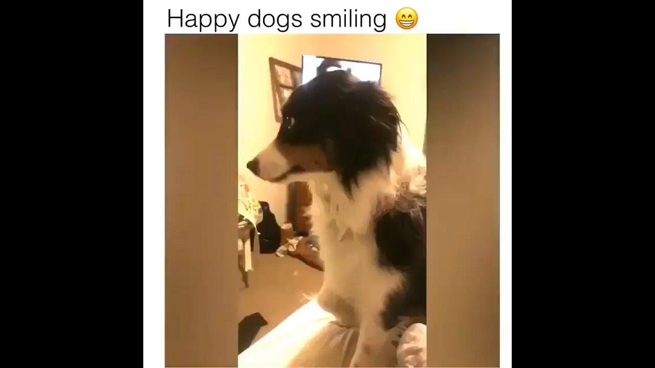 Can your dog does it buy