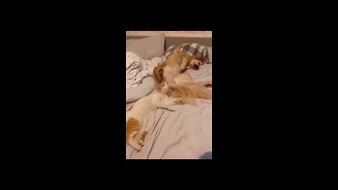 Funny video cat 😺 dog 🐕