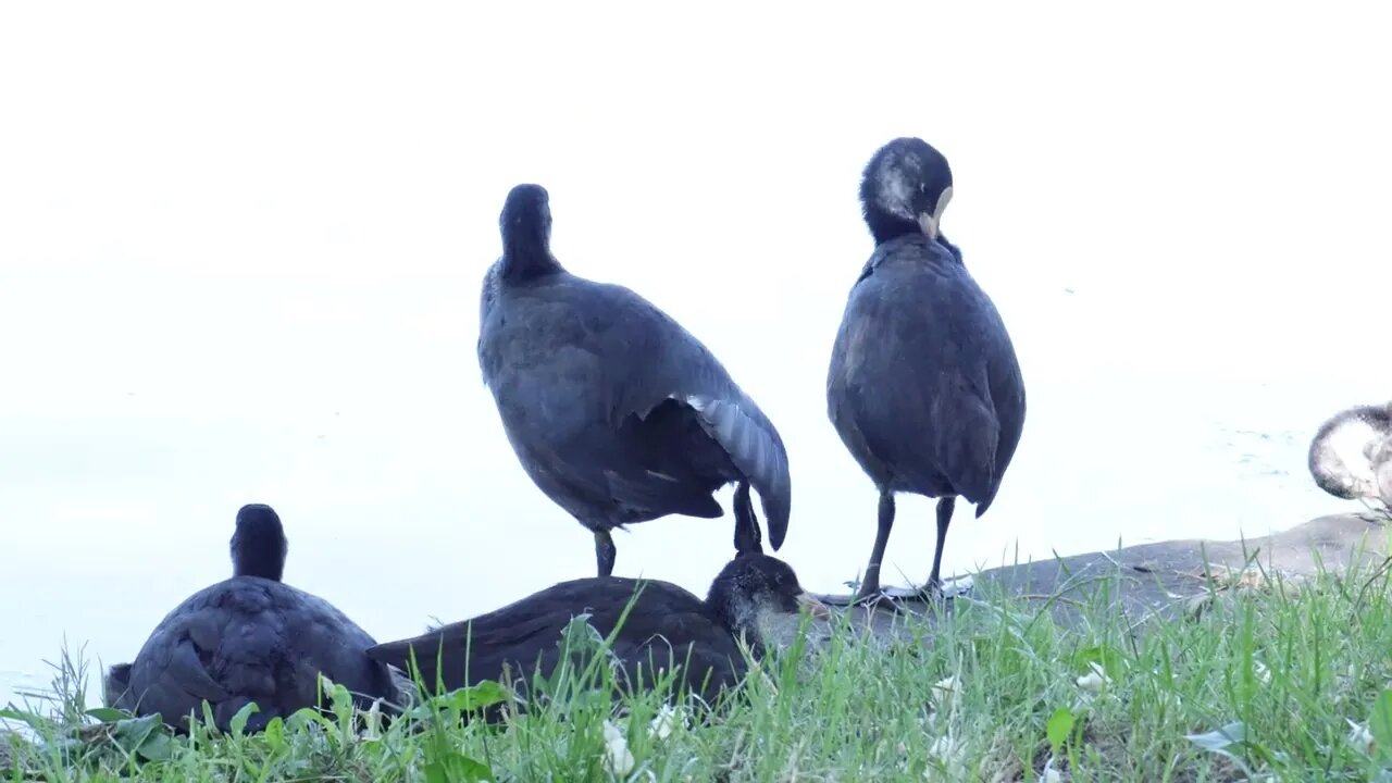 Waterbirds Next to a Lake