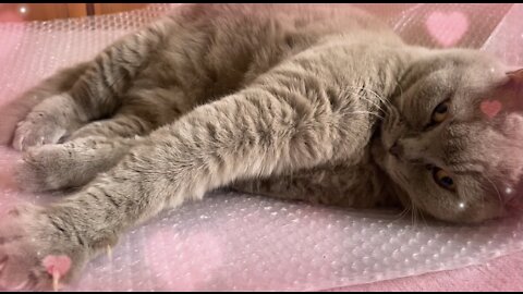 British cat stretches and gives a loving glance in slow motion