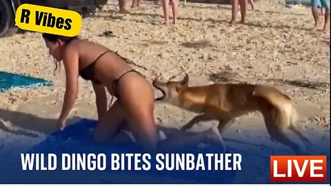 Australia: Dingo bites sunbathing tourist in Queensland