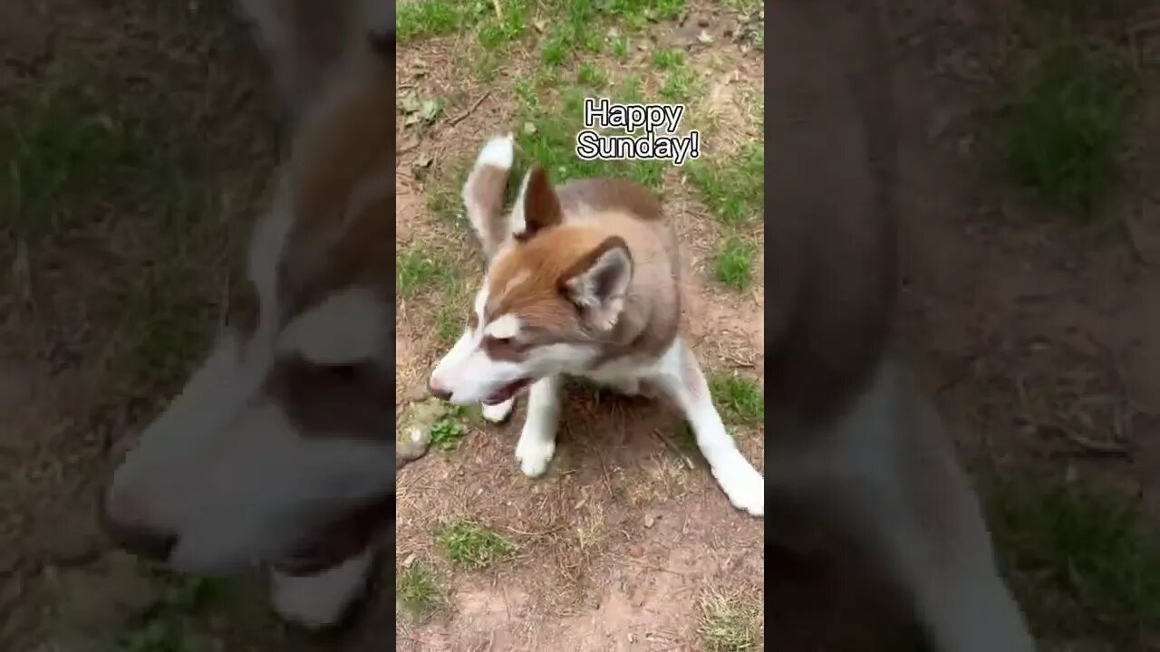 Roki has something to say!! #huskypuppy #husky #huskylovers #puppy