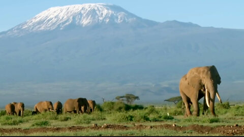 The Life Of An Elephant Family In The African Savannah