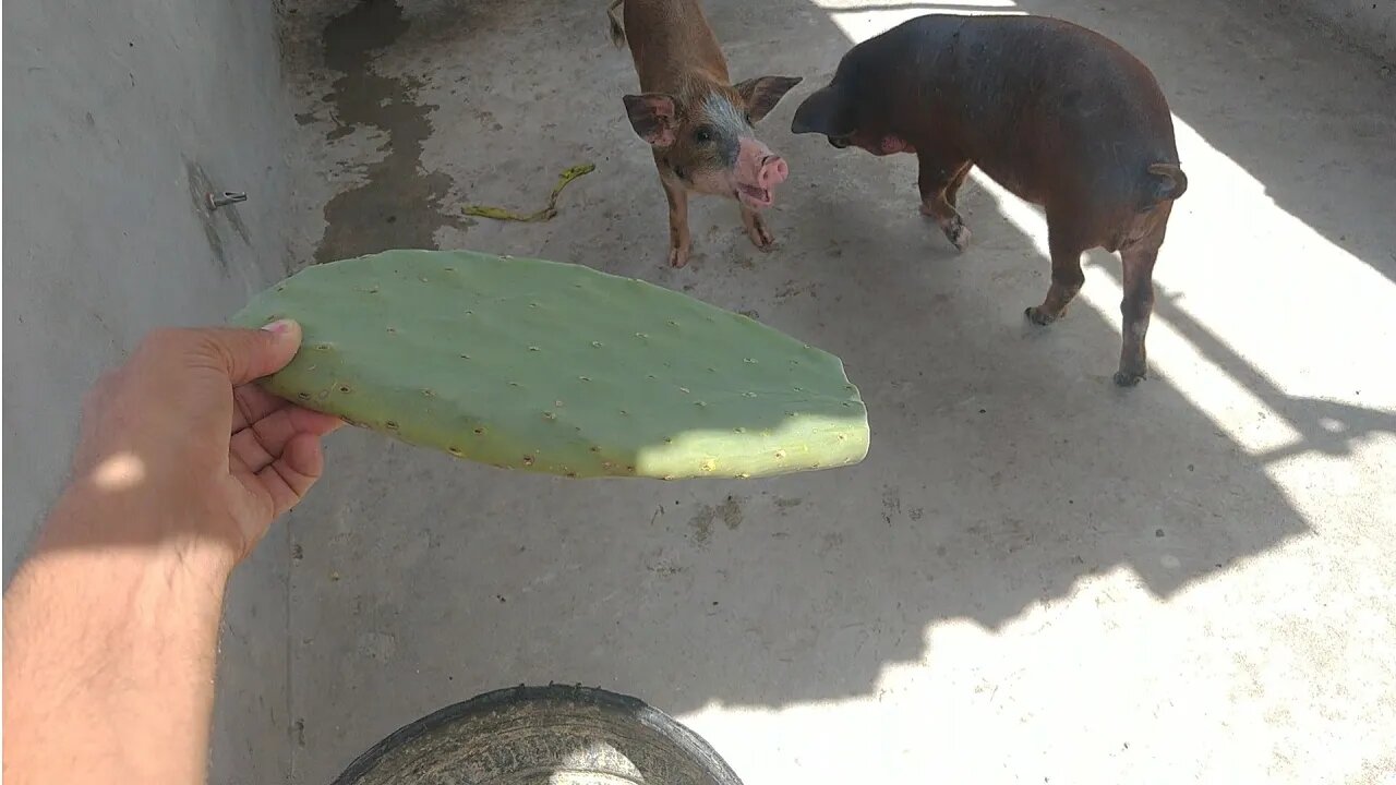 Alimentando os porcos Com Palma Forrageira #Nordeste