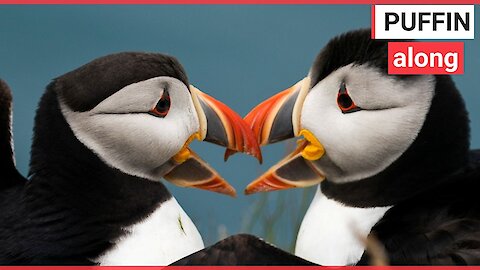 Puffins land on a remote clifftop colony