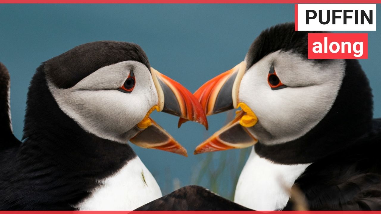 Puffins land on a remote clifftop colony