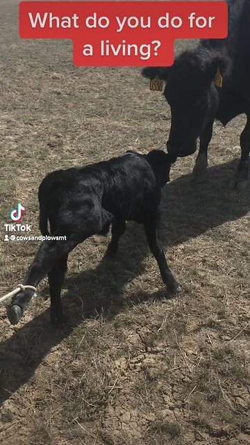 What I Do For A Living.