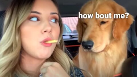 Taking My Dog to the Groomer