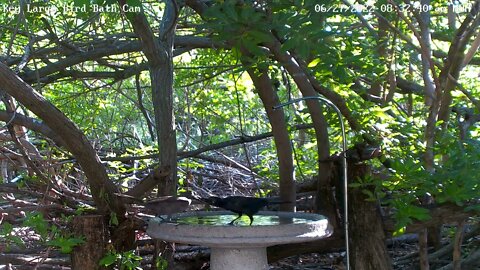 Sweet juvenile grackle feeding