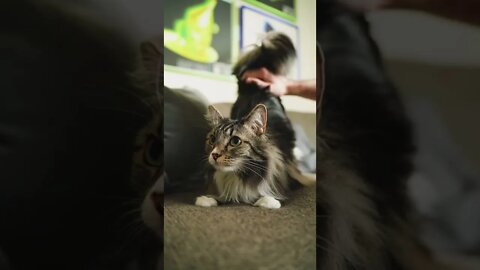KUCING LUCU #PART 30