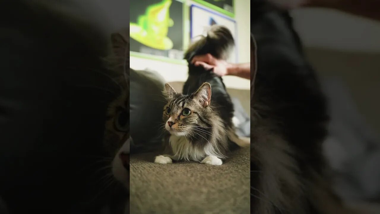 KUCING LUCU #PART 30