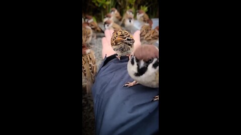 sparrow