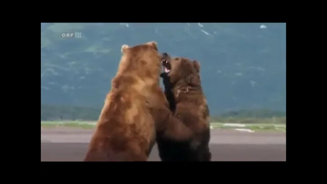 Serious confrontation of male Alaska Brown Bears in 'Grizzly Man'