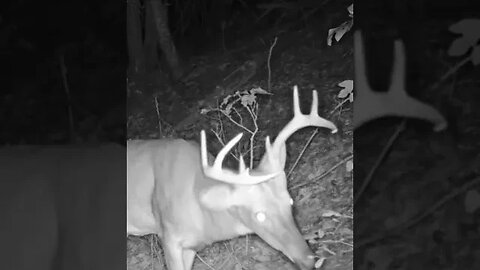 Mountain buck deer eating a salad