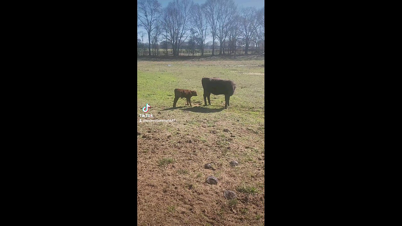 Baby bull calf with big sister Annie.