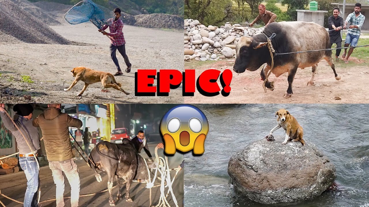 Top 5 risky Indian animal rescues