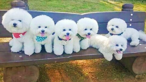 Cute Puppy and Cat Funny Moments|Funniest Moments Of Cute Puppy Dog