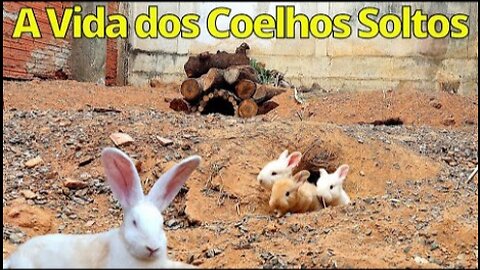 Os Coelhos Gigantes Soltos no Quintal