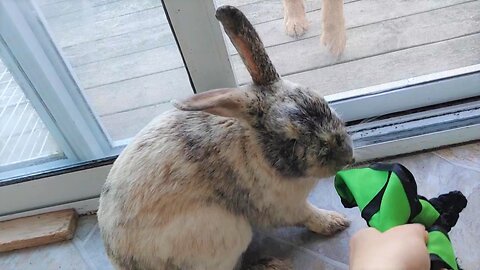 Rabbit Harness & Leash Stand off