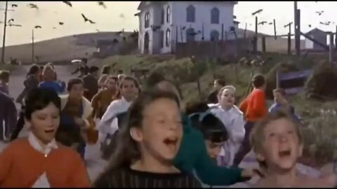 Large Flock Of Birds Invaded The Ranch - Mokie Is Really Happy