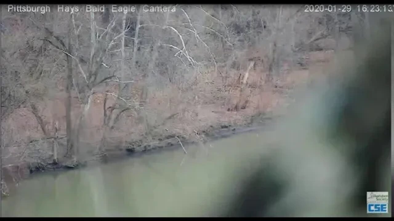 Pittsburgh Hays Eagles Nest Extensive pan of the nest area 2020 01 29 16 31 02 920