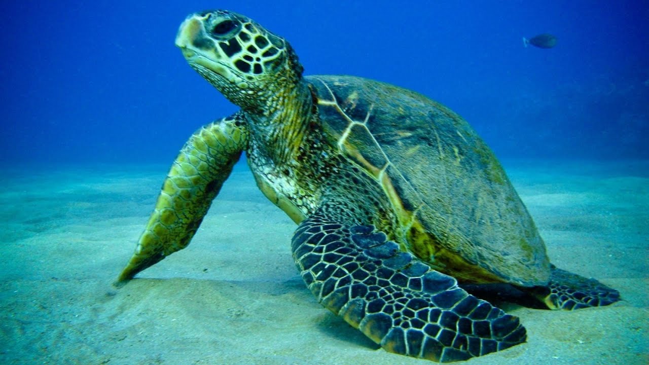 Big turtle in the aquarium of the city of Yeisk
