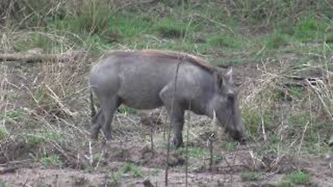 Warthog