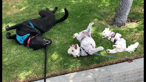 Trio of dogs engage in grass dance competition