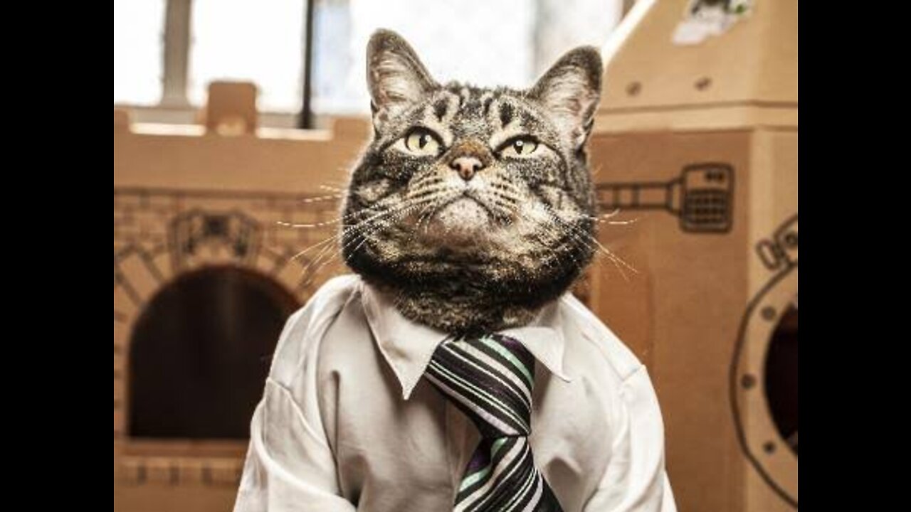 cats getting ready at home