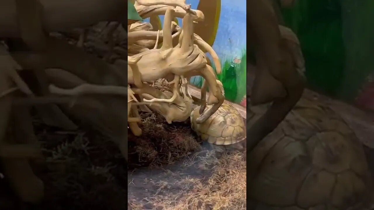 Little turtles at the zoo