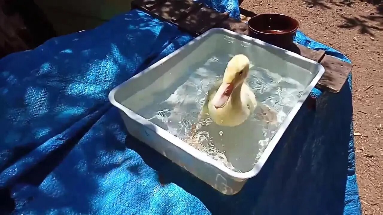 Indian Runner Duckling, Cleaning and playing in the water, ( part 3 ) ( Video 8 )