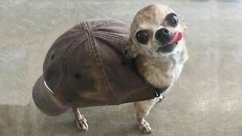 Funny dogs video that will make you laugh