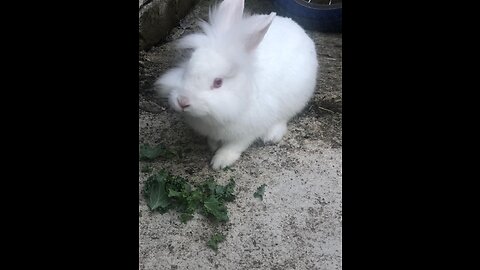 Cute baby rabbit Video