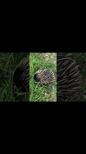 Echidna on the side of the road. Very cute nose.