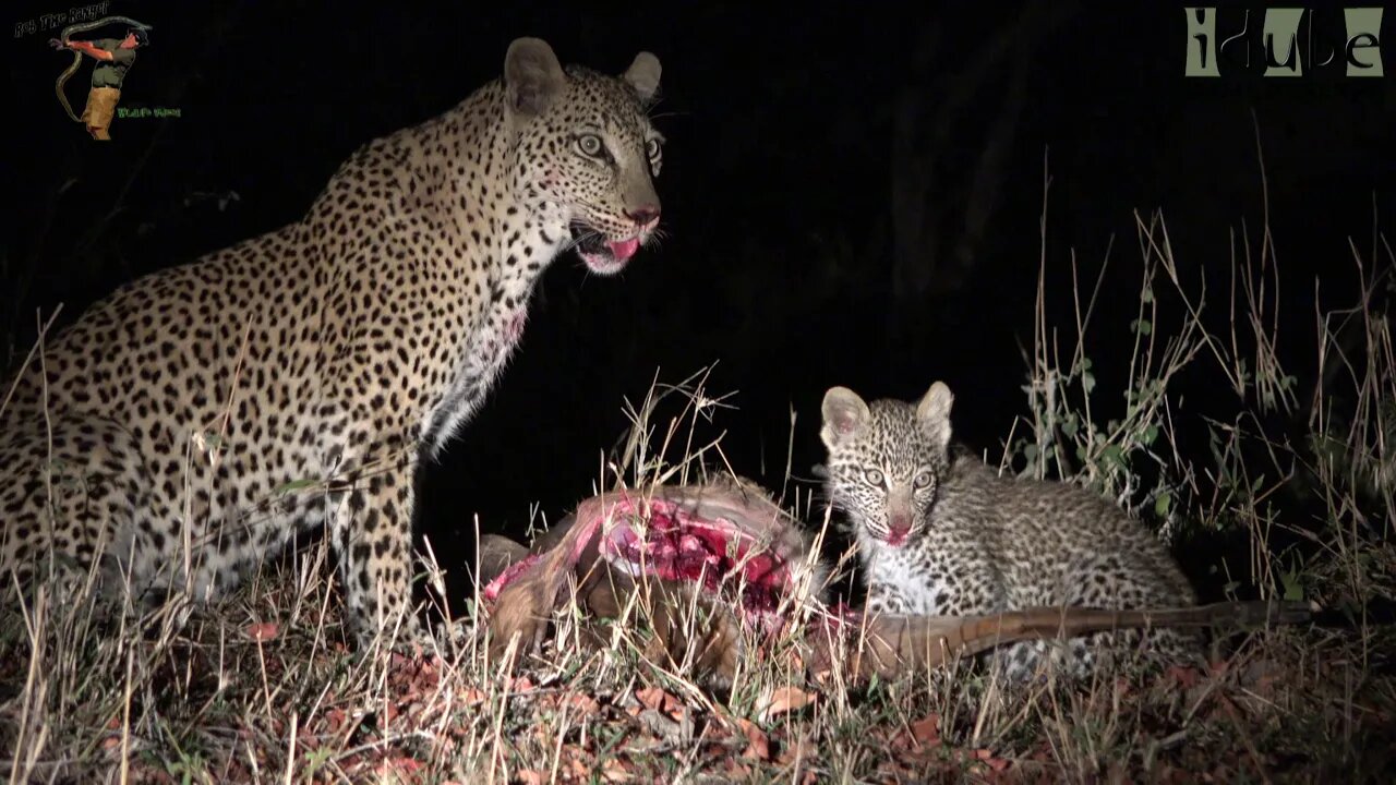 Leopard Family, Part 14