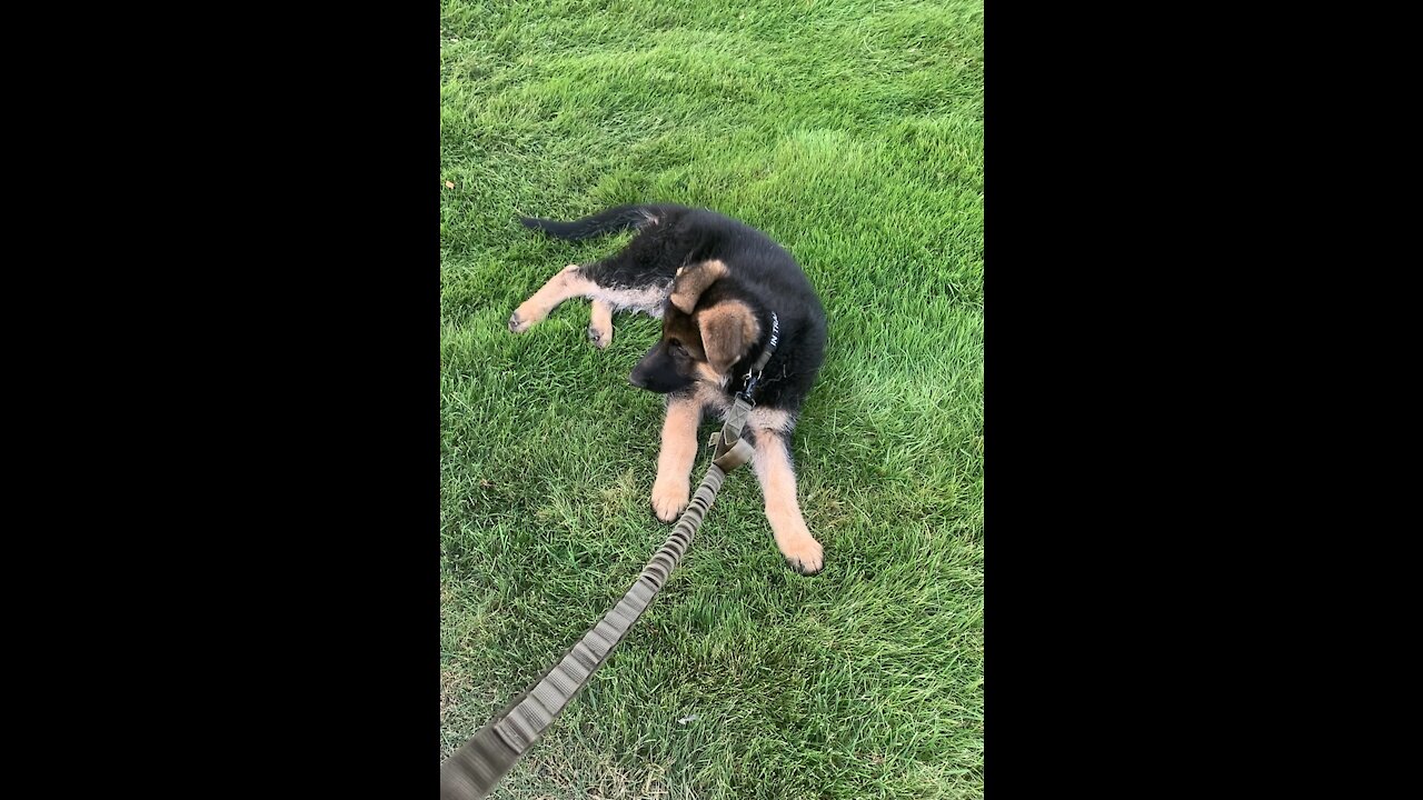 Stubborn puppy during walk