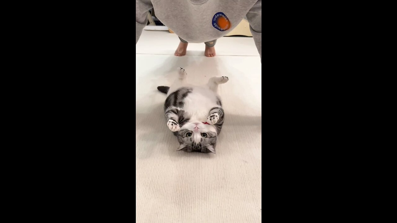 Pressing up against a lay while kissing the kitten