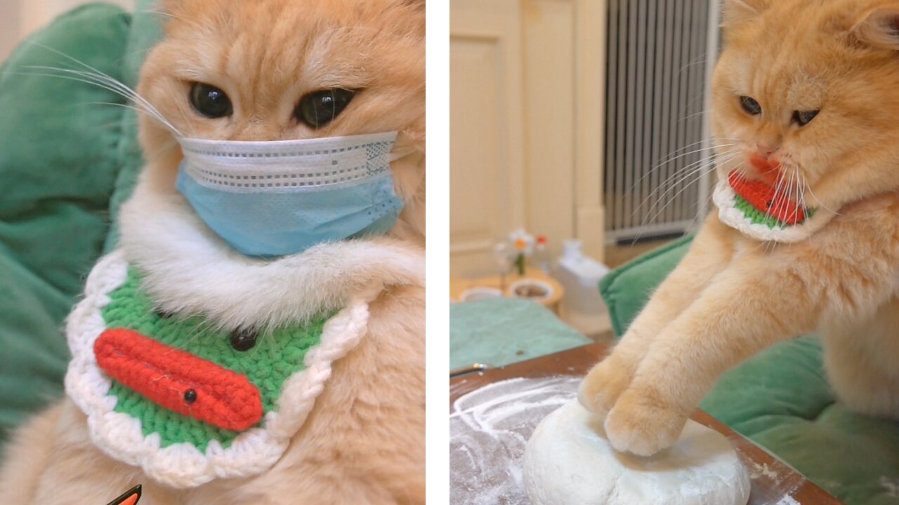 Cats make cary food and homemade fast.