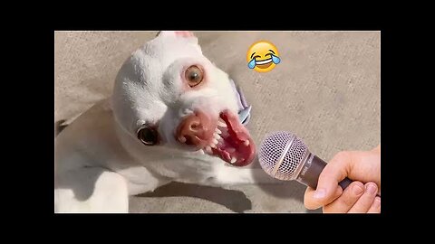 Funniest Animals Video - Funny Dogs And Cats - Try Not To Laugh Animals 2022 #16 #funny #animals