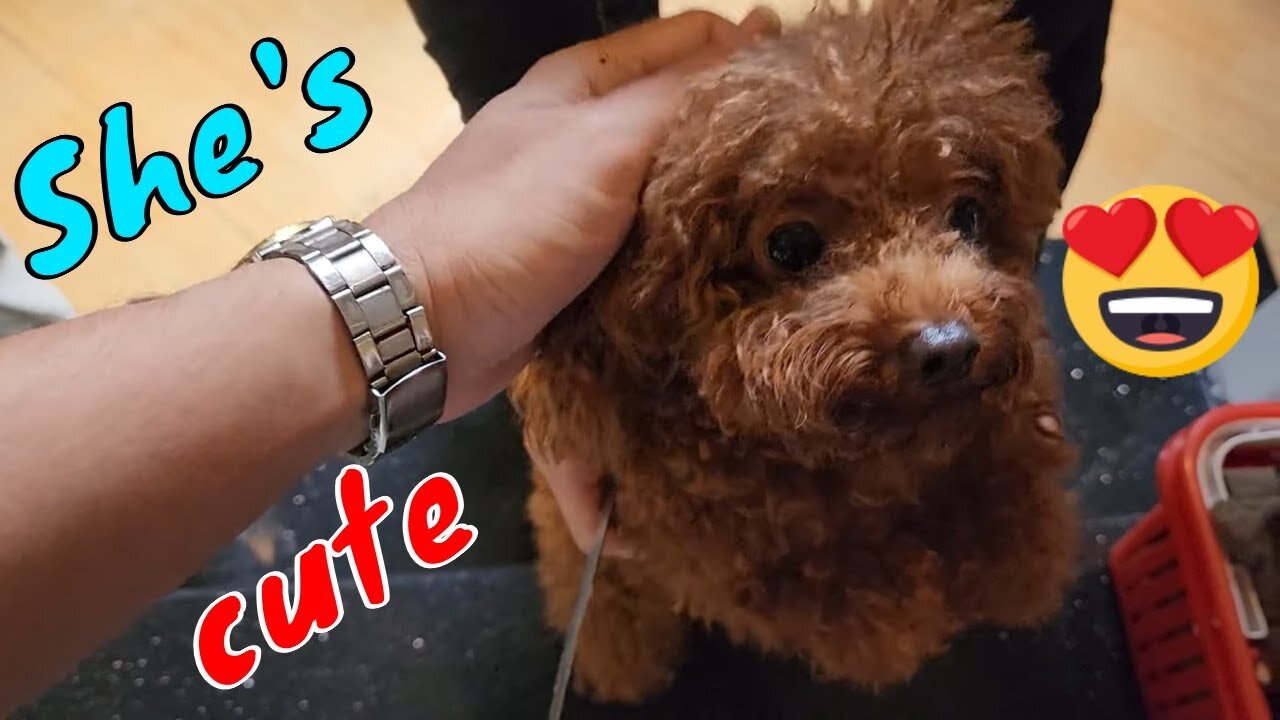 How Dogs React Wheen seeing stranger 25